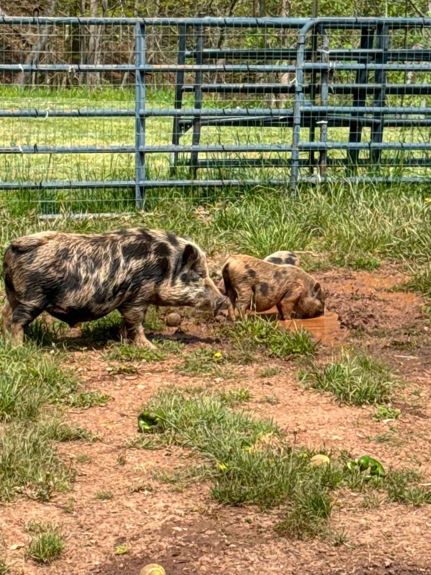 Reliable barnyard care while you're away